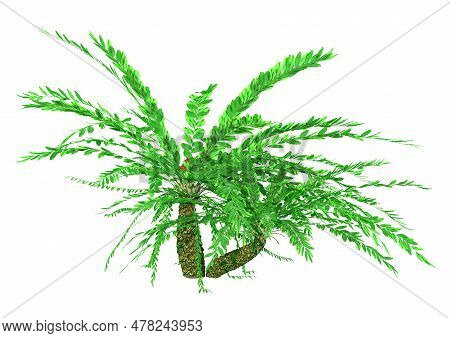 3D Rendering Encephalartos Ferox On White
