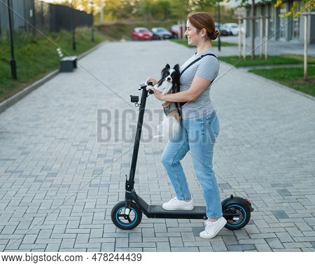 A Woman Rides An Electric Scooter With A Dog In A Backpack. Pappilion Spaniel Continental In A Sling