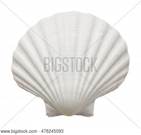 Sea Shell Cut Out, Png, With No Background