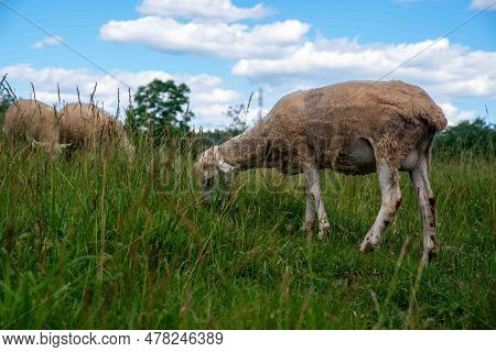 Idyllic Pastoral Scene With Recently Shorn Sheep Grazing Under A Blue Sky In A Green Grass Pasture. 