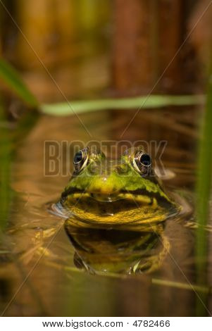 Grüne Frosch