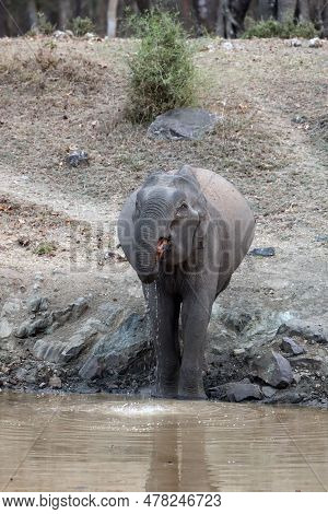 The Indian Elephant (elephas Maximus Indicus), A Young Male Without Tusks At A Watering Hole. His Dr