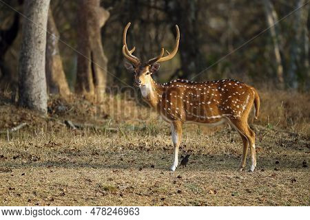 The Chital Or Cheetal (axis Axis), Also Known As The Spotted Deer, Chital Or Axis Deer. Adult Male W