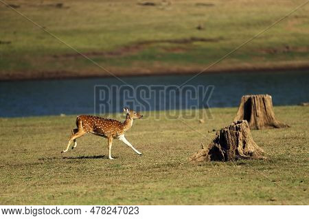 The Chital Or Cheetal (axis Axis), Also Known As The Spotted Deer, Chital Or Axis Deer. A Deer Runni