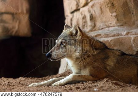 The Arabian Wolf (canis Lupus Arabs), Portraitthe Arabian Wolf (canis Lupus Arabs), A Portrait Of A 