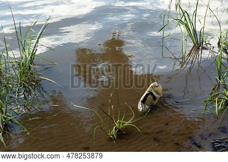 Dirty Disposable Plastic Bottle In Water On River Shore. Environmental Pollution, Excessive Consumpt