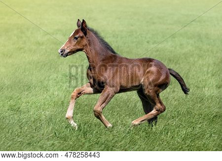 Portrait Of A Thoroughbred Colt Grazing In A Meadow. Pasture On A Sunny Summer Day. Summer Backgroun
