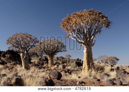 Alberi faretra
