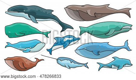 Sea Whale Vector Color Set Icon.vector Illustration Marine Animal Of Whale.isolated Color Icons Of S