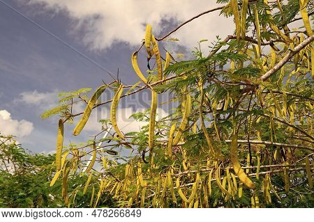 Leucaena Memosoid Tropical Tree. Leucaena Tropical Tree With Leaves. Leucaena Tropical Tree In Natur