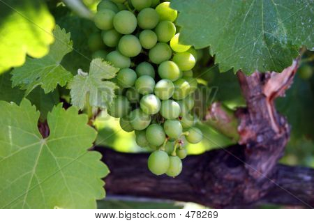 Uvas verdes de la vid