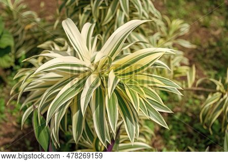 Dracaena Plant With Leaves. Dracaena Plant In Nature. Dracaena Plant Outdoor.