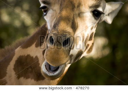 Girafe heureux