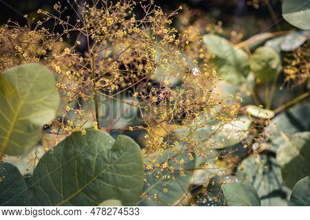 Close Up Bright Blossom Bush With Raindrops Concept Photo. Royal Purple Smoke Bush, Smokebush, Smoke