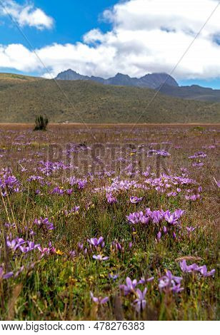 Rumiñahui Volcano. A Rocky Volcano That Only Preserves A Small Portion Of Its Original Size, With Be