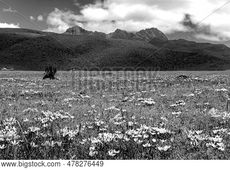 Black And White View Of The Ruminahui Volcano Inside The Cotopaxi National Park, And Pink Flowers An