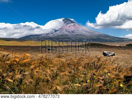 Thin Straw In Movement, Caused By Strong Winds, At The Cotopaxi National Park, With The Cotopaxi Vol