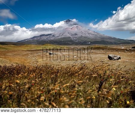 Thin Straw In Movement, Caused By Strong Winds, At The Cotopaxi National Park, With The Cotopaxi Vol