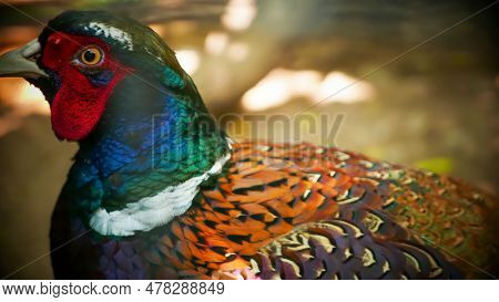 Common Pheasant Phasianus Colchius Ring-necked Pheasant In The Garden, Grassland In Early Morning, O