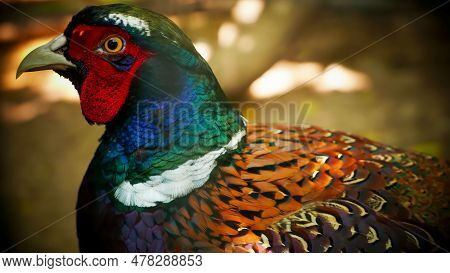 Common Pheasant Phasianus Colchius Ring-necked Pheasant In The Garden, Grassland In Early Morning, O