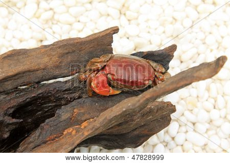Crabs Inhabiting The Dry Wood