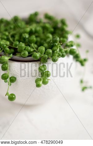 Potted Senecio Rowley House Plant In White Ceramic Pot On A Table Indoors