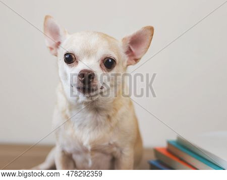 Close Up Image  Of Brown Chihuahua Dog Sitting  With Stack Of Books And On Wooden Table And White Ba