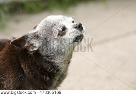 Very Old Grey-haired Cute Dog Of Chihuahua Breed