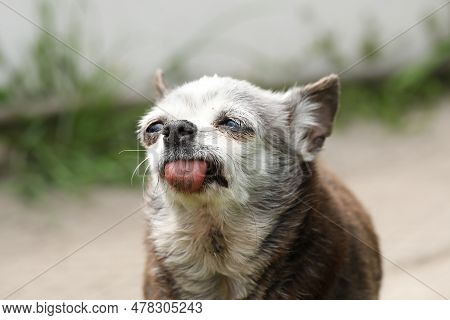 Very Old Grey-haired Cute Dog Of Chihuahua Breed