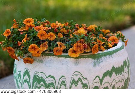 White Flowerpot With Orange Million Bells Blossoms On The Patio