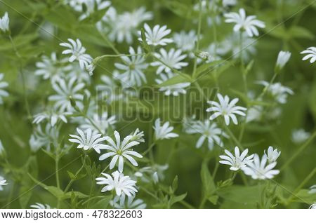 Spring Flowers And Leaves Of Stellaria Holostea As A Background