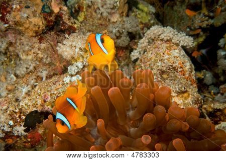 Anemonenfisch und Blase anemone