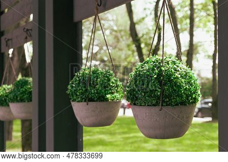 Green Live Plants In Round Pots Are Suspended On The Veranda Of The Summer Cafe As An Interior Decor