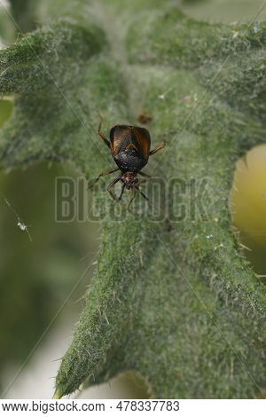 Natural Vertical Closeup On A Dark Form Of The Red Mirid Bug, Deraeocoris Ruber Sitting On A Green L