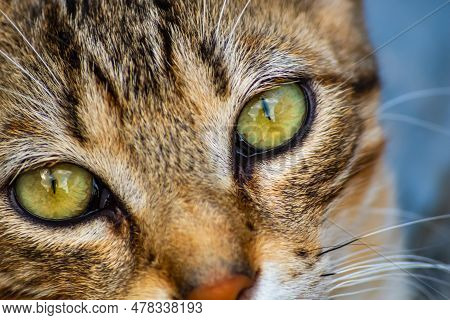 Close-up Of A Cat's Muzzle. The Concept Of How Cats Are Much Calmer And More Peaceful Than Dogs, Bec