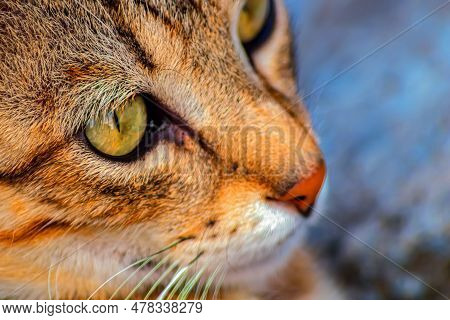 Close-up Of A Cat's Muzzle. The Concept Of How Cats Are Much Calmer And More Peaceful Than Dogs. Con