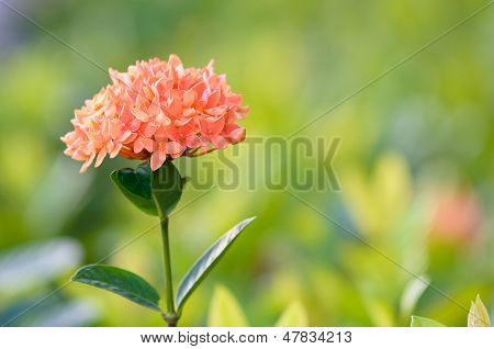 Orange Ixora Blume (Jungle Geranium)