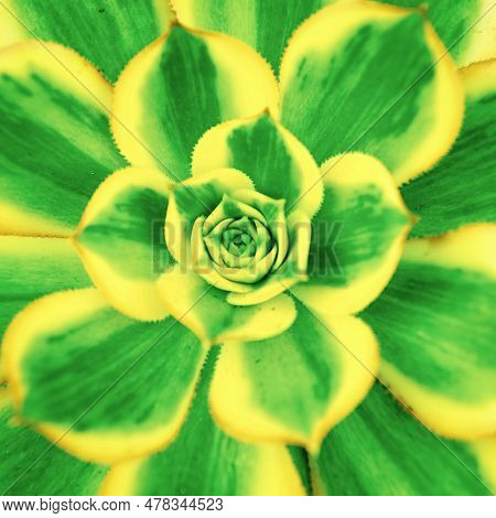 Aeonium Nature Plant. Aeonium Plant Nature Green Colour. Aeonium Plant Nature Background.