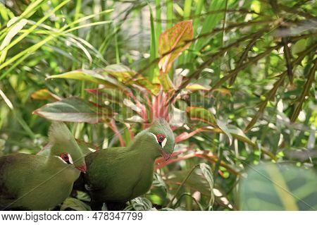 Exotic Tauraco Bird Outdoor, Copy Space. Photo Of Exotic Tauraco Bird In Nature