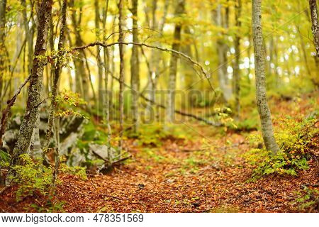 Scenic View Of The Forest In Lovchen National Park On Fall Day. Beautiful Nature Of Montenegro. Tour