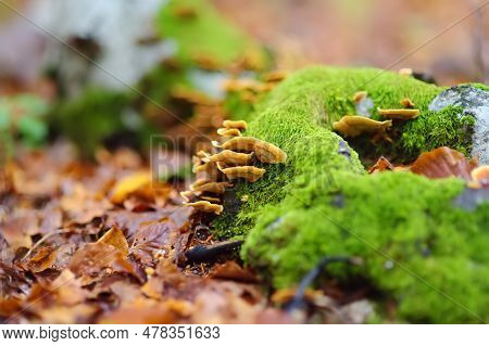 Scenic View Of The Forest In Lovchen National Park On Autumn Day. Beautiful Nature Of Montenegro. To