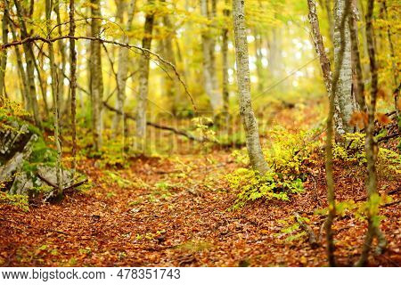 Scenic View Of The Forest In Lovchen National Park On Fall Day. Beautiful Nature Of Montenegro. Tour