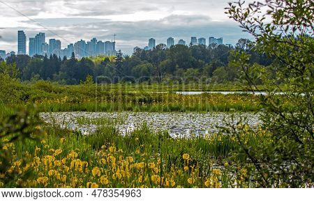 Burnaby Lake Park In Burnaby City, Forest Lake Overgrown With Reeds With Yellow Flowers And Covered 