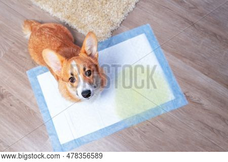 Dog Corgi Sits On Disposable A Diaper With A Stain From Urine Looks Guiltily. Raising A Puppy Potty 