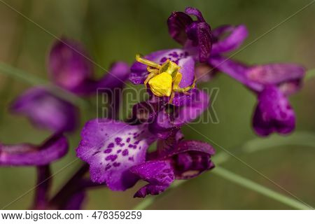 Yellow Spider Thomisus Onustus Poses On A Purple Flower Waiting For Prey