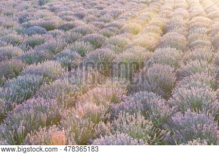 Beautiful Pueple Lavender Field In The Countryside With Rows Of Purple Flowers. Scenic View Of Purpl