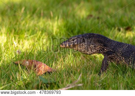 Close-up Of The Muzzle Of A Brown-scaled Monitor Lizard. Portrait Of A Reptile On The Grass. Predato