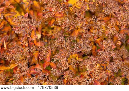 Dryflower Or Wildflower Branch Closeup Nature Background