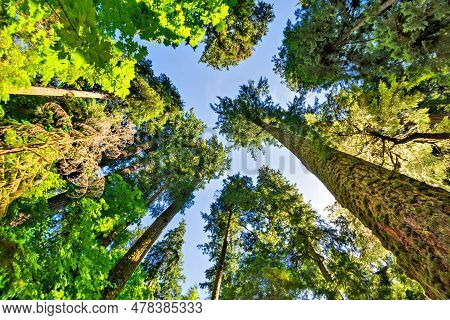 Tollest Trees On The Planet From Vancouver Island