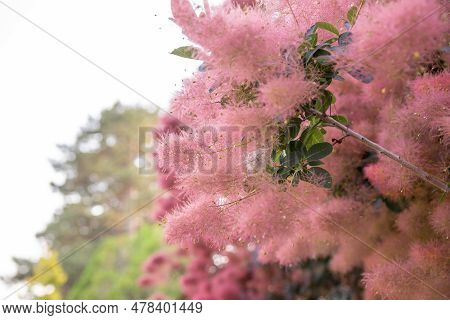 Pubescent Branches Of A Beautiful Red Scumpia Tree Of The Sumac Family, Selective Focus. Deciduous T